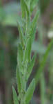 Field pepperweed